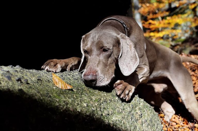 Tras Las Huellas De La Naturaleza Las Fascinantes Razas De Perros De