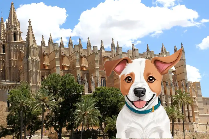 Perros en adopción en Mallorca